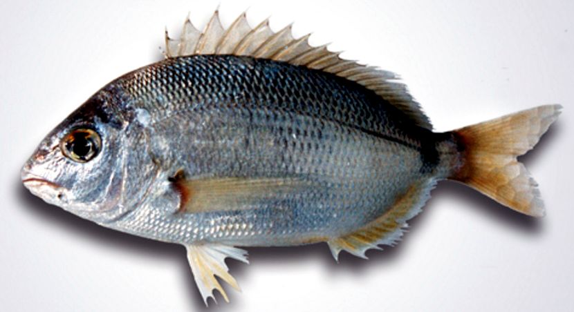 Diplodus annularis_02.jpg